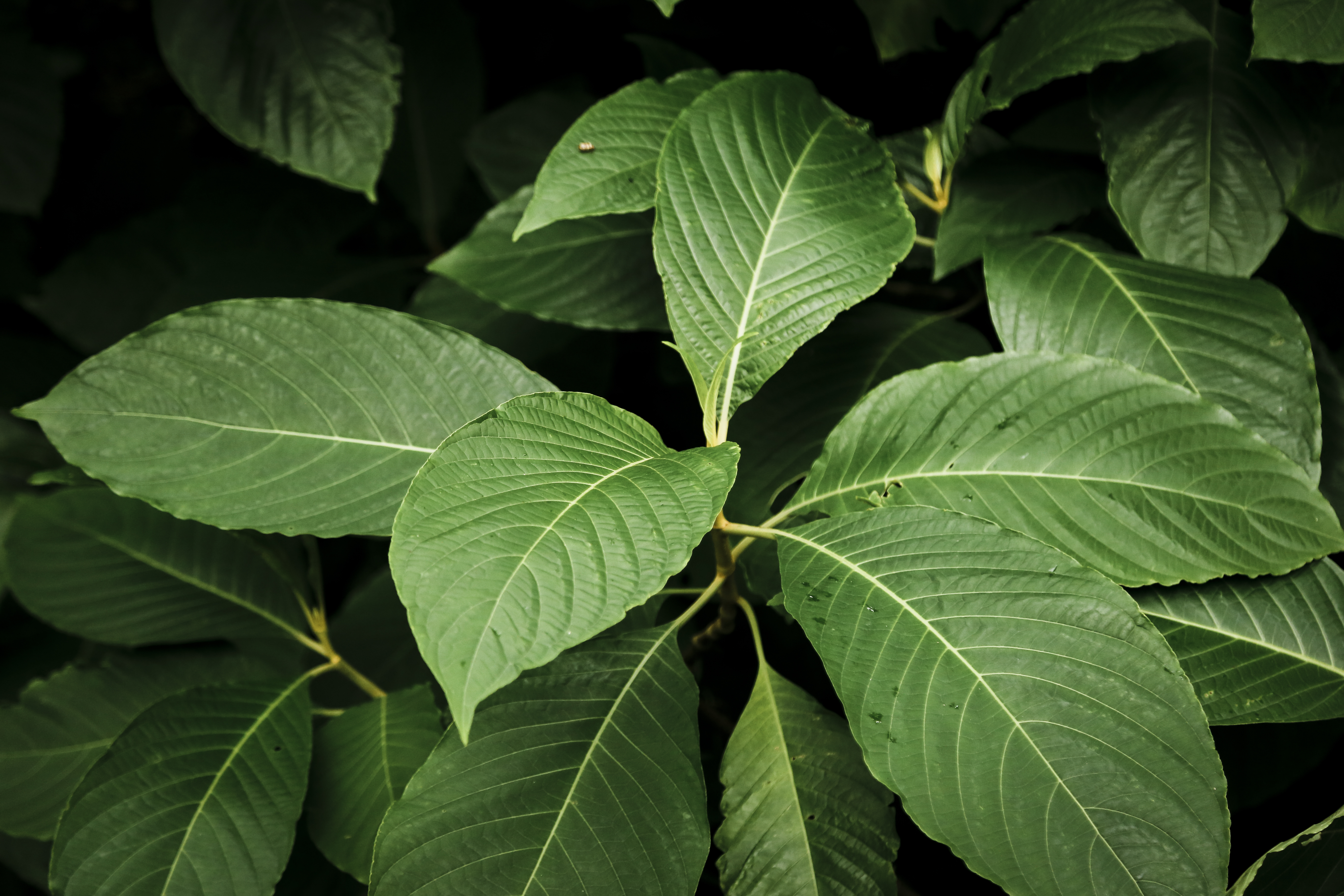 Vibrant kratom leaves freshly harvested in Indonesia